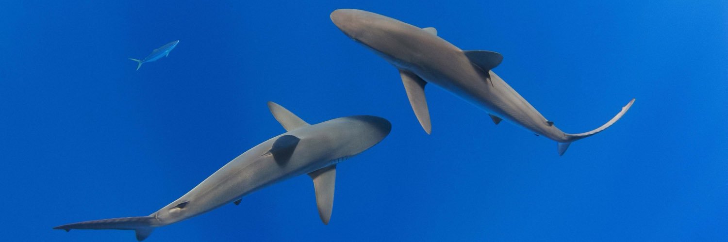 sharkresearchst's profile banner image