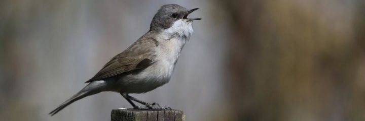 zehraa_kaplan's profile banner image