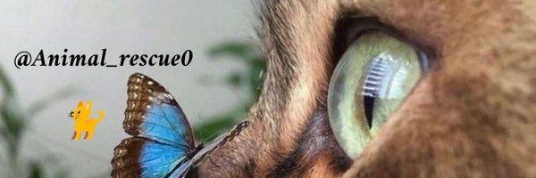 Animal_rescue0 Profile Banner