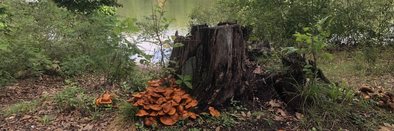 Jeff Segall 🇺🇦 banner