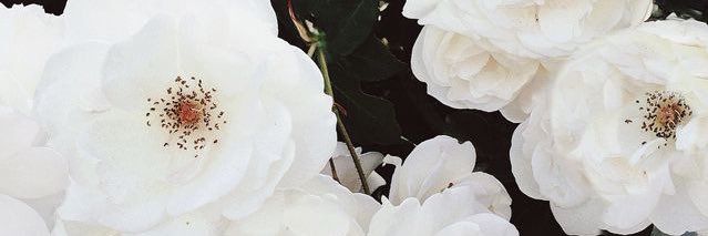 cotten_megan's profile banner image