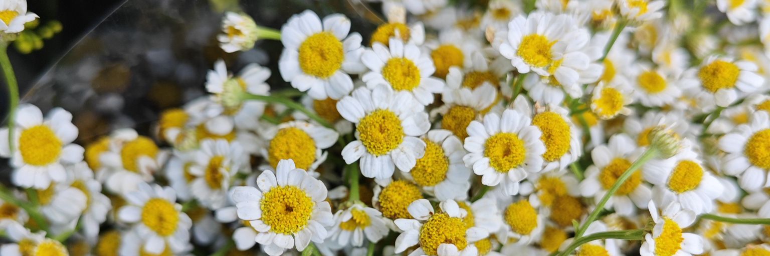 Floral_Rants's profile banner image