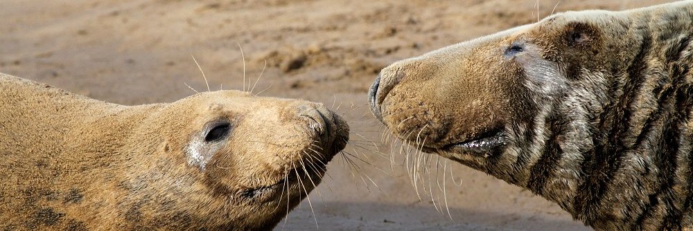 British Mammals banner