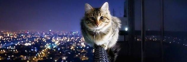Laucomycat's profile banner image