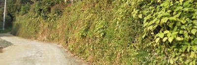 ruralmaeda's profile banner image