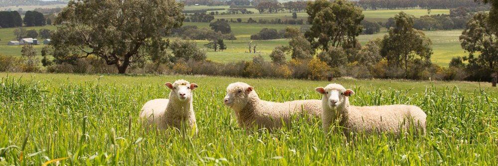 Wild Lamb banner