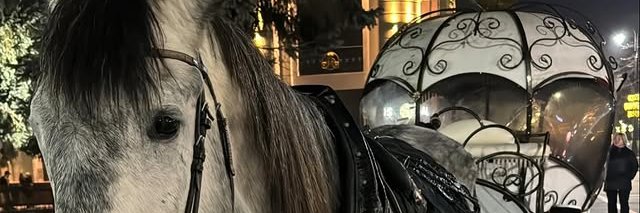 Anna Langeland banner