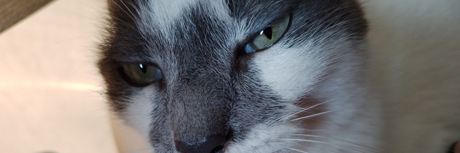 CandeBaez4's profile banner image