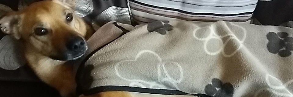 LuchoLaborde1's profile banner image