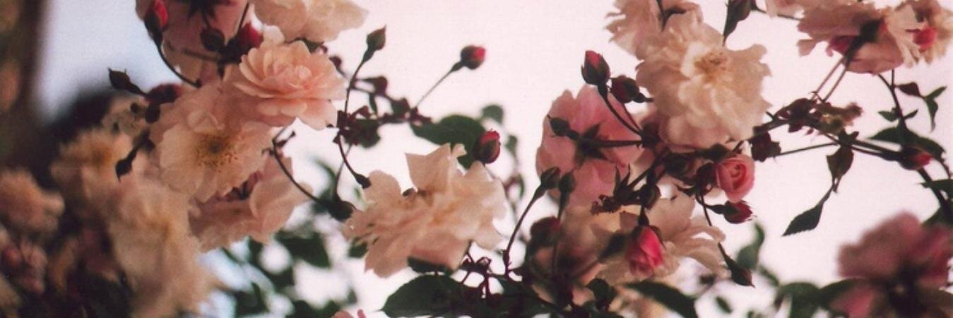 rebeijar's profile banner image