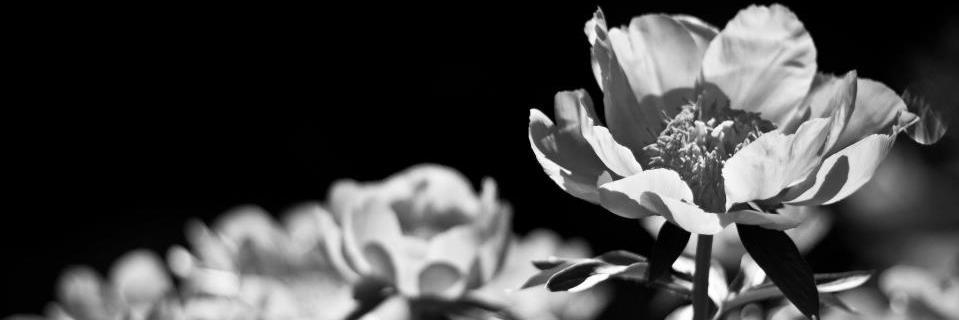 Menna305's profile banner image