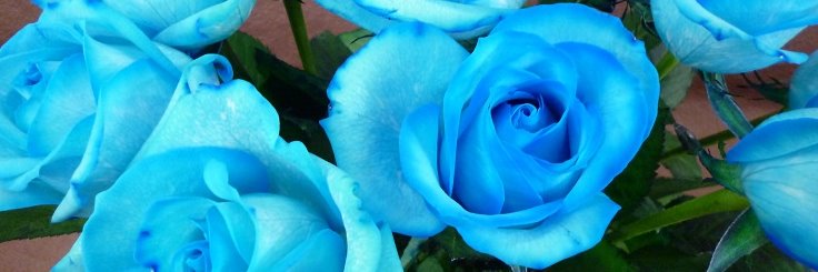 雪@しろいかもめ/空即是色、色即是空/常在戦場/ banner