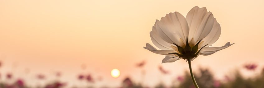 AfscheidVerlies's profile banner image