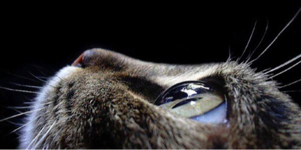 cutmutia_'s profile banner image