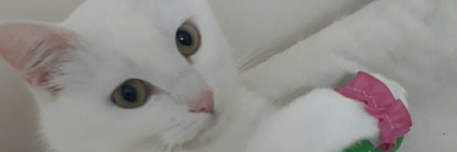 Aslanbas38's profile banner image