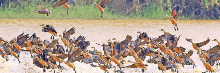 Jahangirnagar Univ banner