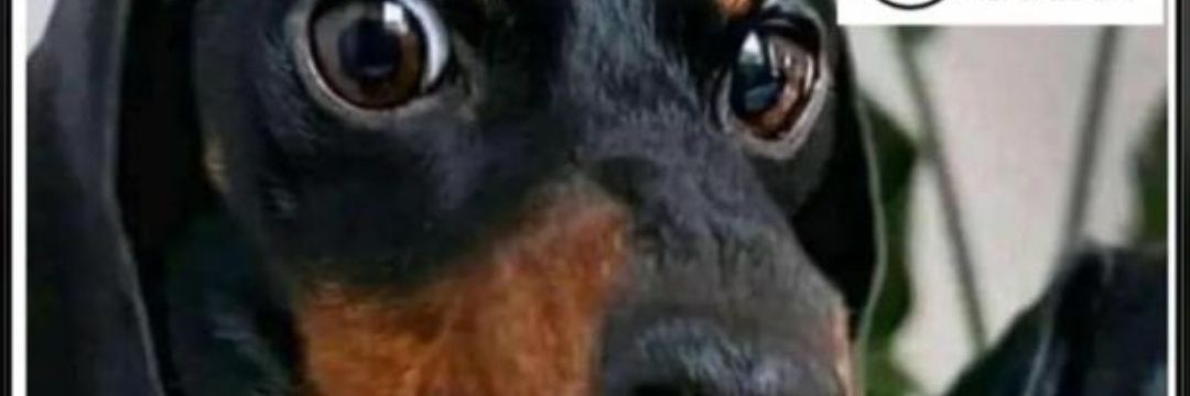 leZviq's profile banner image