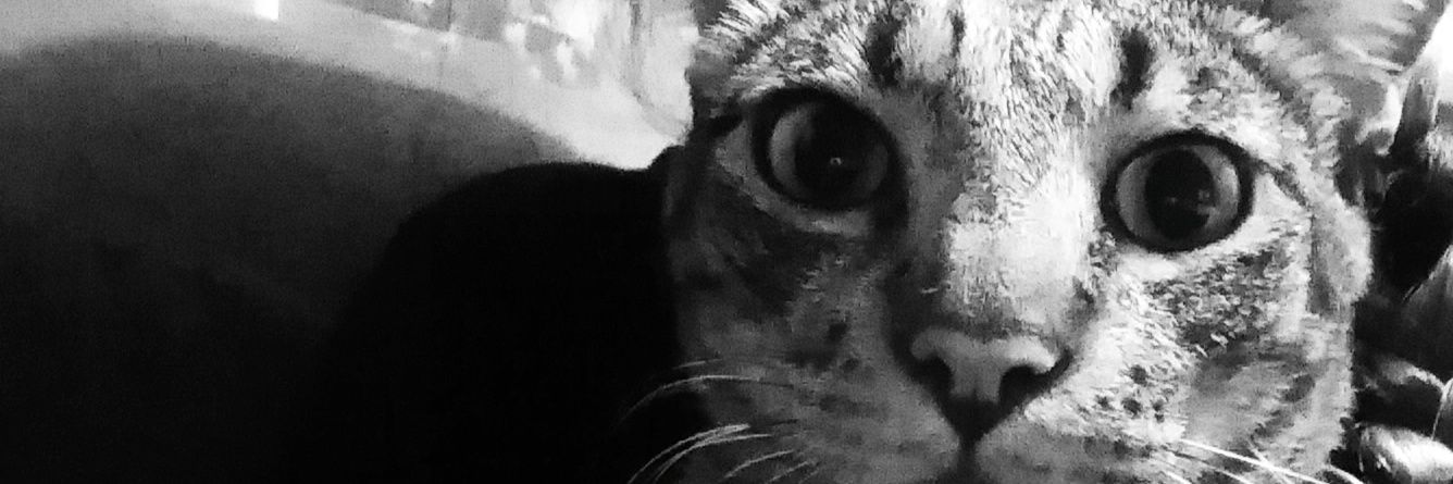 tahdecoco's profile banner image
