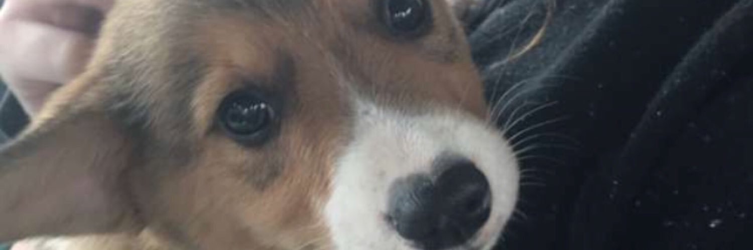PellettCourtney's profile banner image