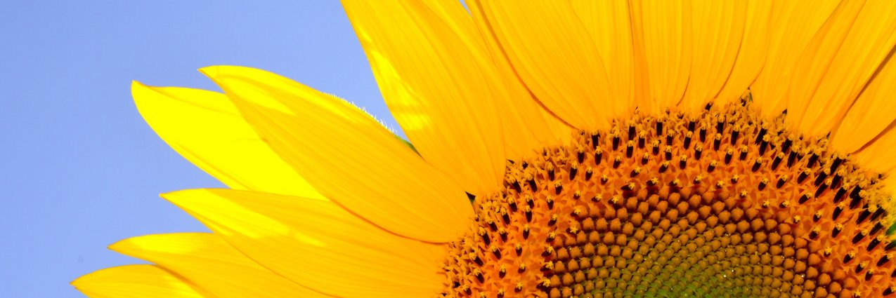 ACTranslator's profile banner image