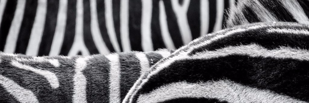 Marie Banks banner