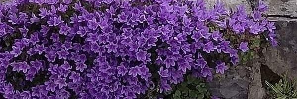 LeeseyQ Profile Banner