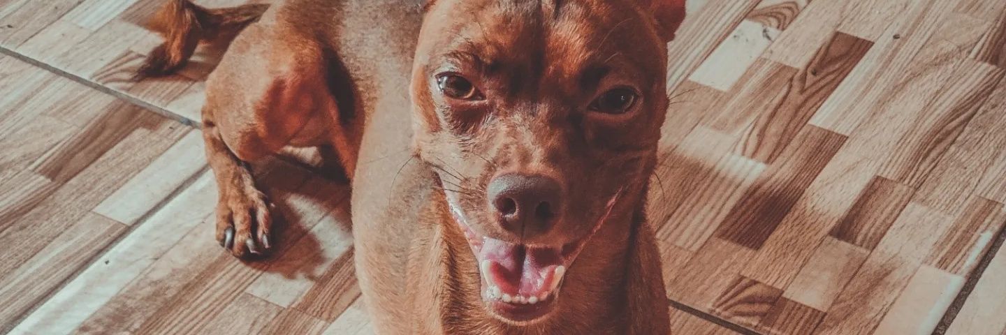 Danyclecio Alexandre banner