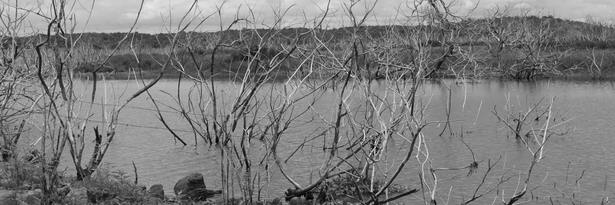 Rosemberg Menezes banner