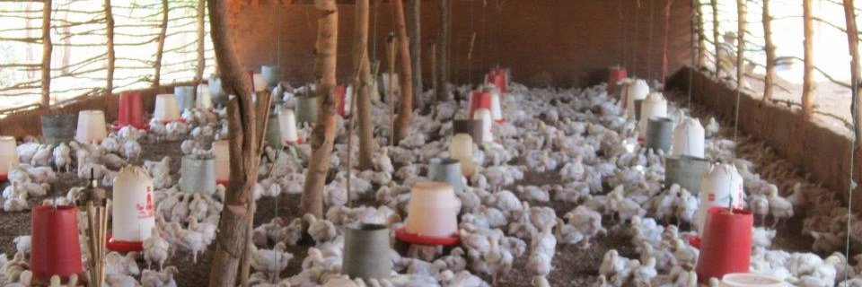 PoultryBabe's profile banner image