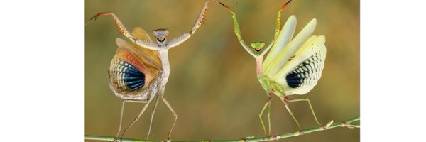 11Mattman Profile Banner