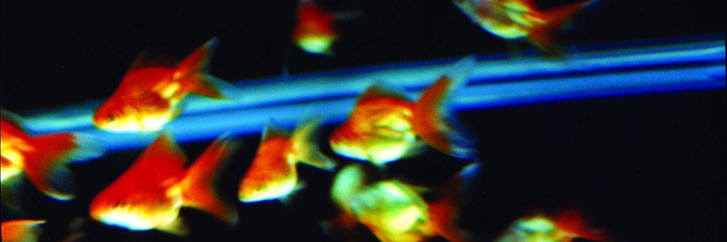 Twitter banner for @Chunky