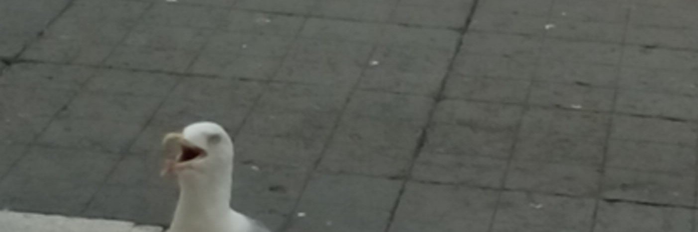 laufmoos's profile banner image