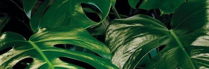 Lau_walker_'s profile banner image