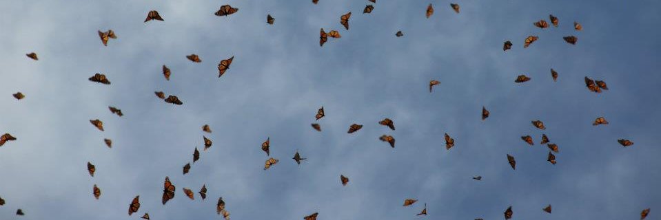 Jessica Linton banner