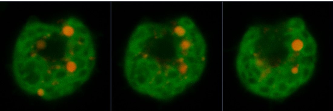 Daniela Strenkert banner