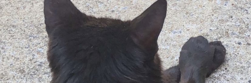 deslangston's profile banner image