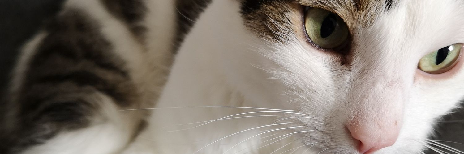 kat_loves92's profile banner image