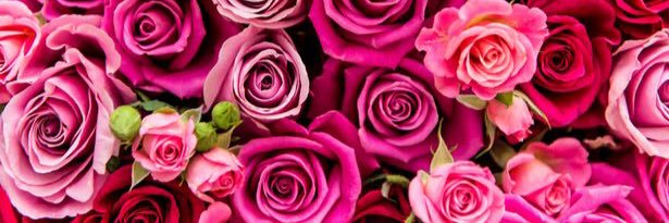 Danielle Adams banner