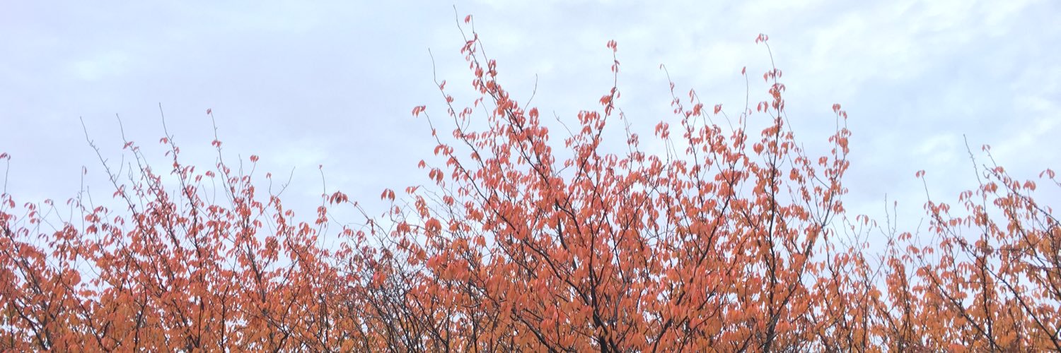 LauraYorkSJ's profile banner image