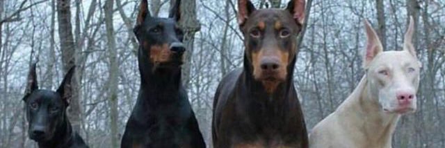 FranEscanellas's profile banner image