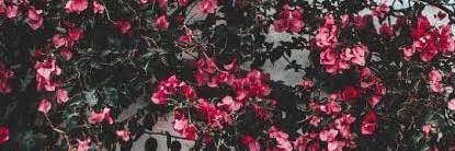 fsydewi's profile banner image