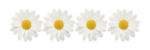 DaisyChainCLTD's profile banner image