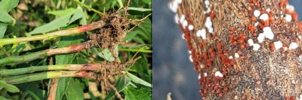 Darcy Telenko banner