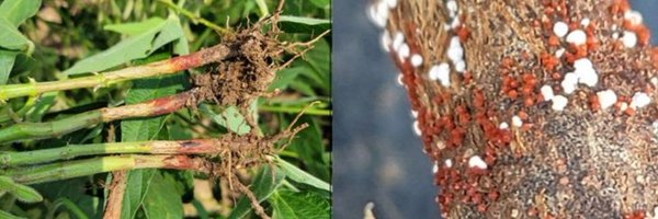 DTelenko Profile Banner