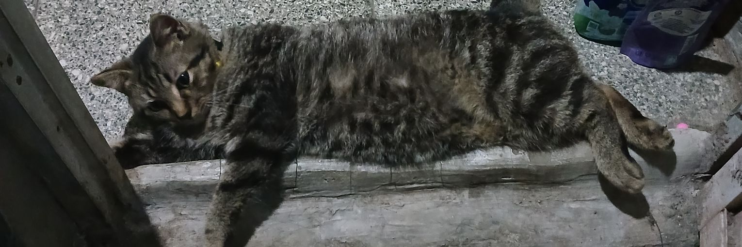 Milo tapi bukan susu banner