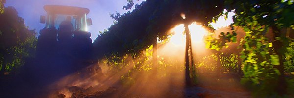 BogleWinery Profile Banner