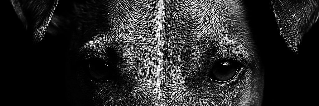 paulinegrm2's profile banner image