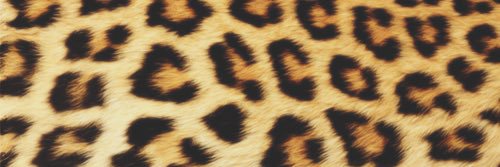 jacewfwgdr's profile banner image