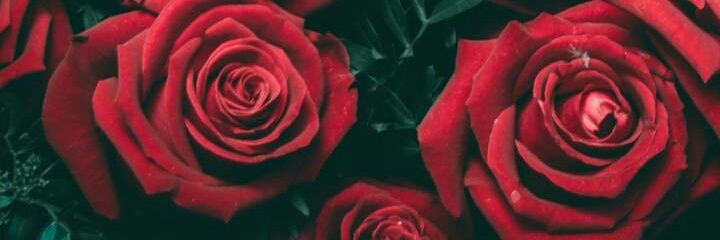 annastella36's profile banner image