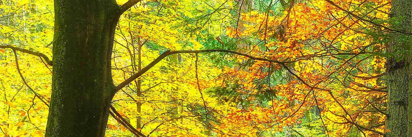 mariteijeiro's profile banner image